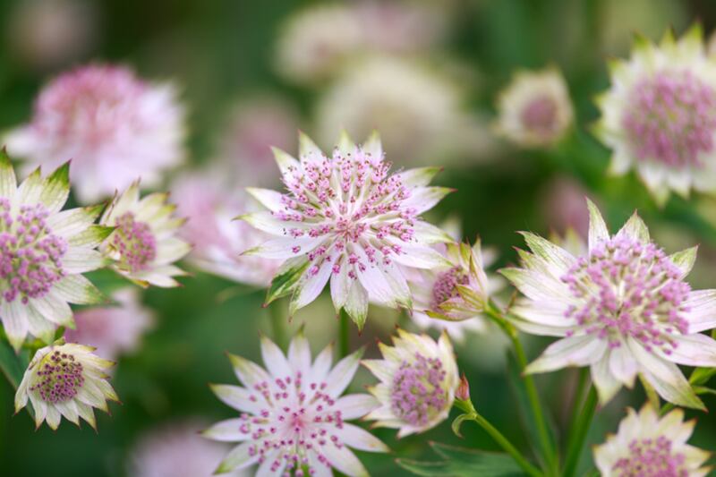 Astrantia/masterwort, ommonly known as masterwort. Photograph: Maksims Grigorjevs/iStock