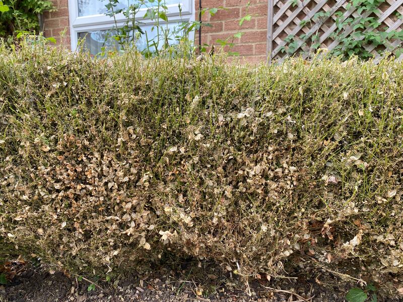 Box hedge that has been damaged by the box tree caterpillar. Photograph: iStock/Getty