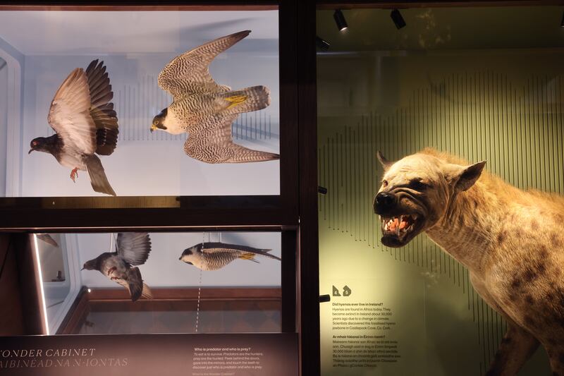 The ground floor exhibits include mammals such as hyenas, wolves and woolly mammoths as well as a wide variety birds, fish and insects found in Ireland either now or in the past. Photograph: Dara Mac Dónaill

