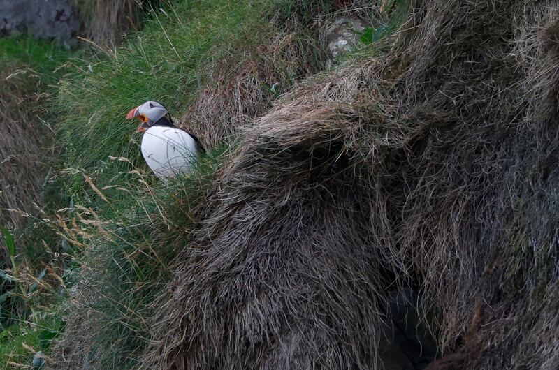 A puffin at the RSPB West Light Seabird Centre on Rathlin Island, off the coast of Co Antrim. Photograph: Nick Bradshaw