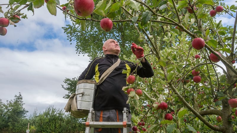Picker Grzegorz (Greg) Wojtkowiak photographed at High Bank Orchard, Cuffesgrange, Co Kilkenny. Photograph: Brenda Fitzsimons