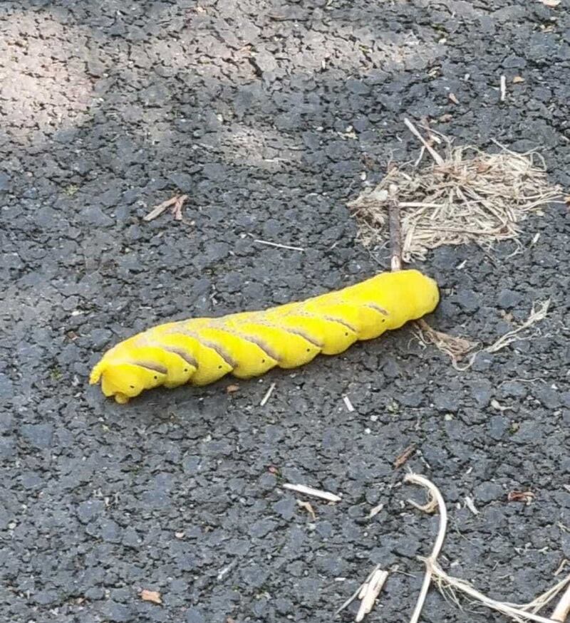 Photograph: Ailbhe Gleeson.