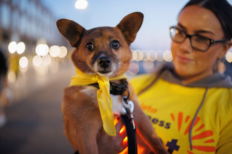Shady the dog at Darkness into Light 2024 in Greystones, Co Wicklow. Photograph: Tom Maher/Inpho