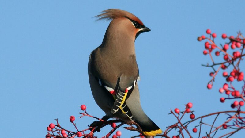 Waxwings breed in the Taiga forest, around Russia and Scandinavia. Around September they switch from eating flies to eating berries and migrate south and arrive here. Photograph: Dick Coombes