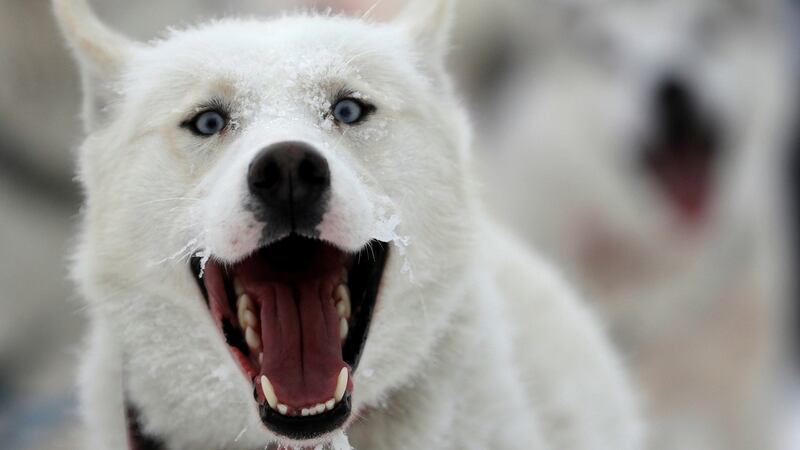 A dog howls during the Sedivackuv Long dog sled race in Destne v Orlickych horach, Czech Republic, January on Friday. Photograph: David W Cerny/Reuters