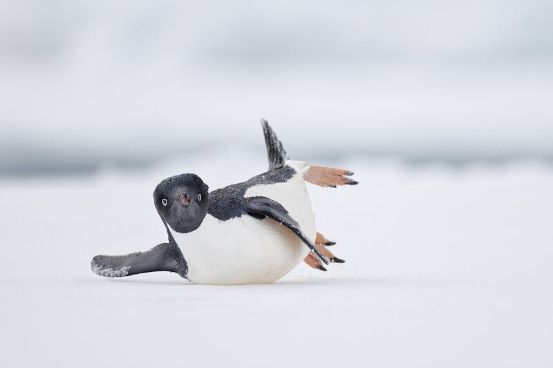 A Modern Dancer: Adélie Penguin, Pygoscelis adeliae, by Nadia Haq won gold in the comedy bird photo category
