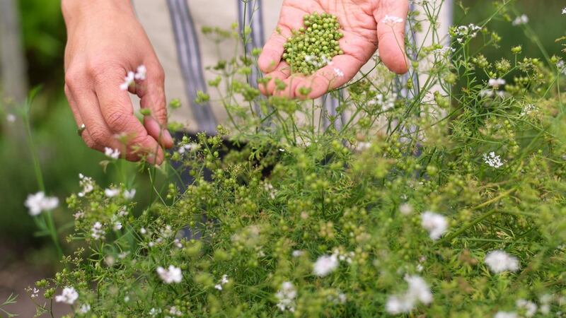 Harvesting coriander seed. Coriander is easily grown from seed sown under cover this month. Photograph: Richard Johnston