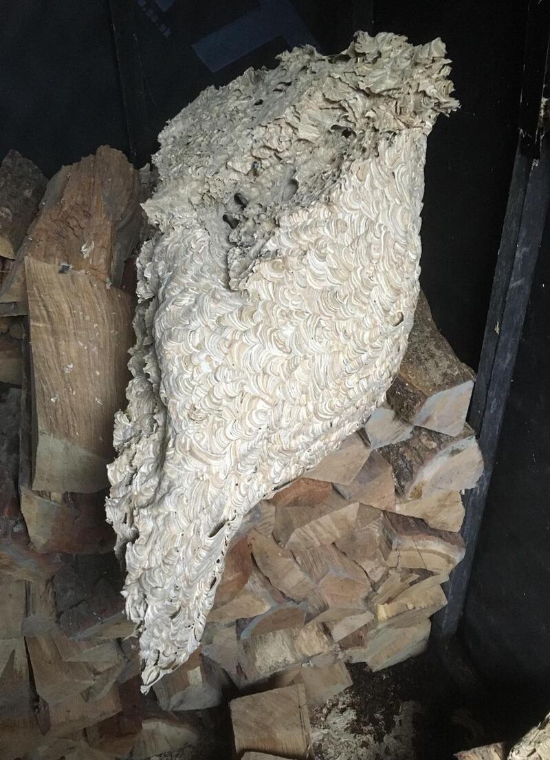A European wasps’ nest.