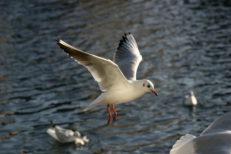 Black-headed gull. Photograph supplied by Mick O'Toole