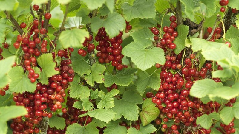 Suitable candidates for hardwood cuttings include roses, philadelphus, buddleia, elder, cornus, forsythia, jasmine, Vitis, honeysuckle, willow and  varieties of fruit including currants (above)
