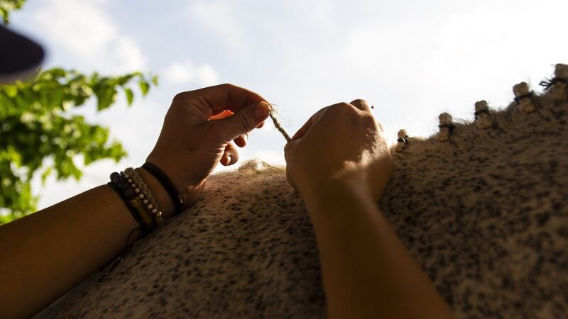 Kevin Babington’s daughter Marielle, 14, braids her horse’s mane. Photograph: Saul Martinez/NYT