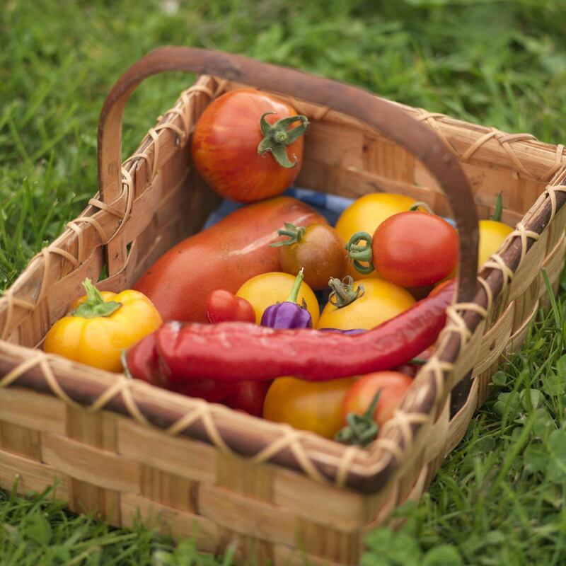 Tomatoes and peppers freshly harvested from an Irish kitchen garden. Photogrpah: Richard Johnston