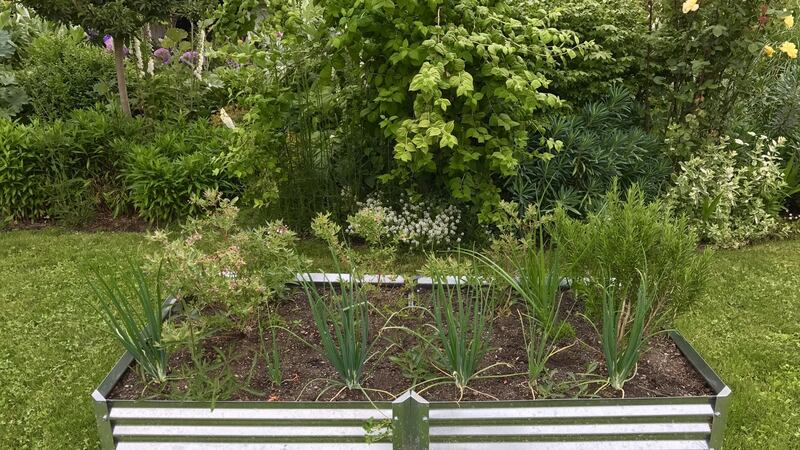 Raised beds allow you to create a foot or more of good quality top soil on top of your existing soil.
