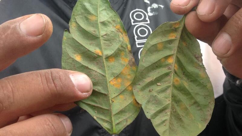 Leaf rust, rampant in Central America this year, is the biggest threat to Nicaragua’s coffee crop. Photograph: Brenda Fitzsimons