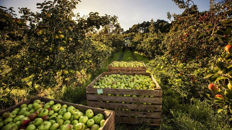 The Armagh Food and Cider Festival celebrates the produce from 40,000 acres of orchards in the county, most of them in one fairly small region south of Armagh city