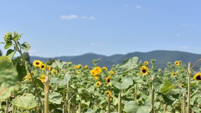 Sunflowers grow in cut-your-own-flowers fields in the countryside with payment by honesty box. Photograph: Fionnuala Zinnecker
