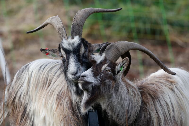 Buck Goats in Dalkey Quarry, there to better manage the vegetation and to help in reducing fire risks. Photograph: Nick Bradshaw