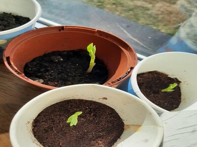 Kingstown National School in Clifden.