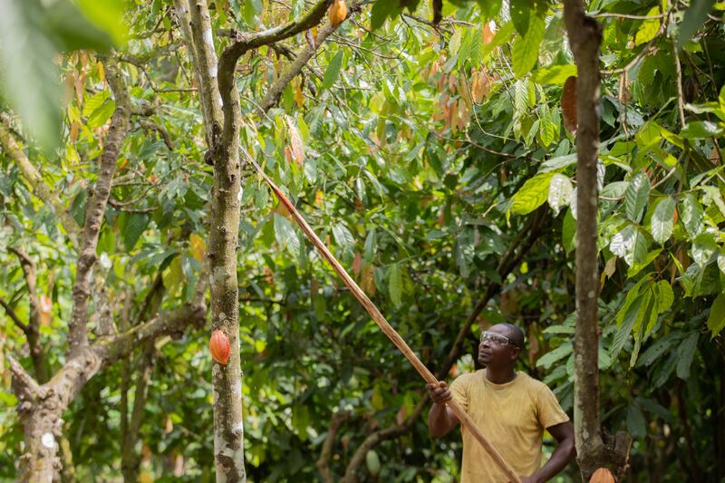 The programme also promotes better farming techniques, including more effective pruning of trees to increase crop yields