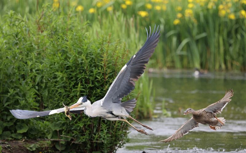 A heron being chased by a female mallard after snatching a duckling in Belfield. Photograph: Nick Bradshaw/The Irish Times
