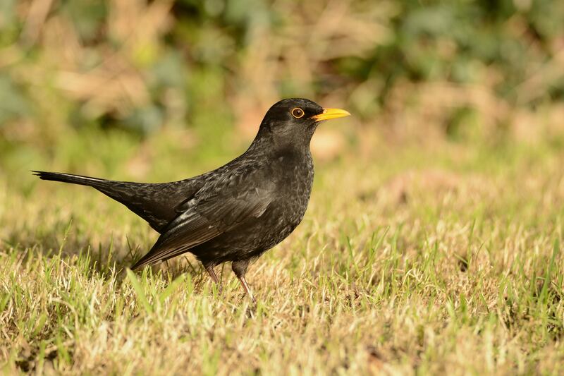 Blackbird. Photograph: Brian Burke