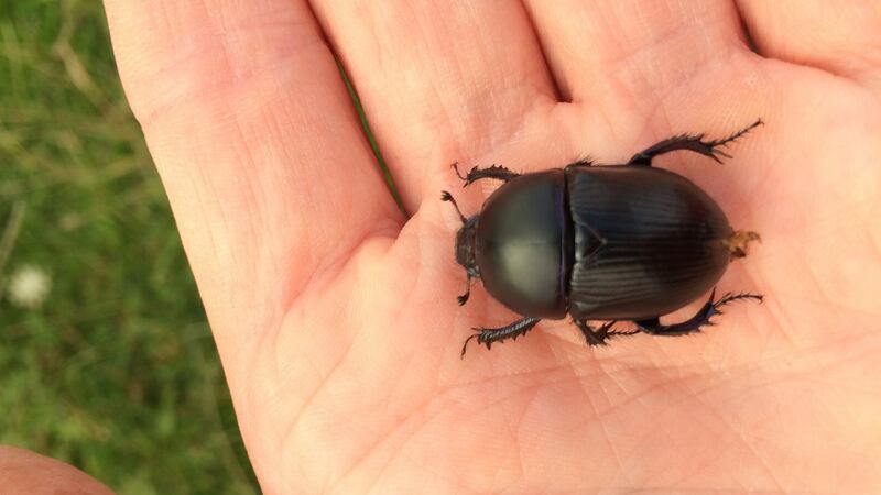 The dung beetle.
