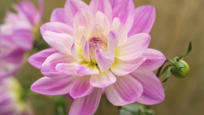 Dahlia 'Joan Beecham'