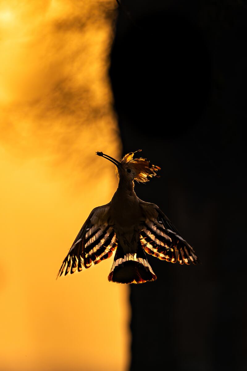 Dawn's Whispers: Eurasian Hoopoe, by Hermis Haridas won gold in the birds in flight category