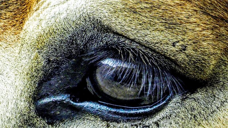 My Lovely Horse Rescue rehabilitates, retrains and rehomes rescued animals. Photograph: iStock