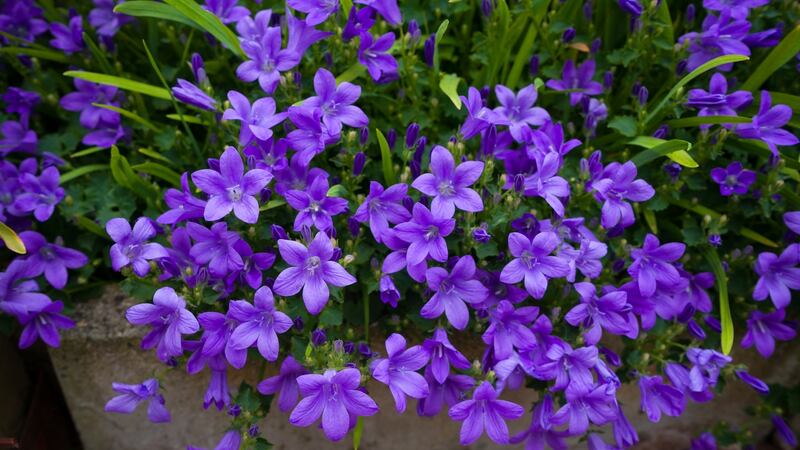 Campanula. Photograph: iStock