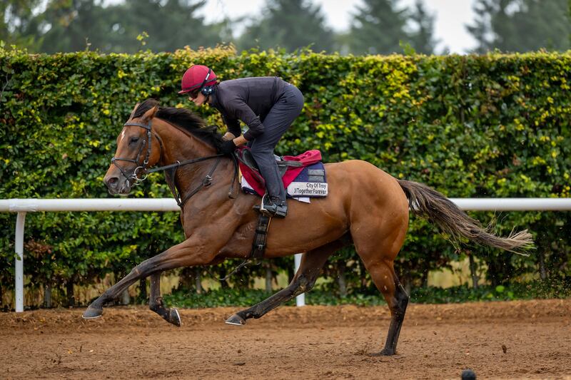City of Troy: acclaimed by O’Brien as the best he’s ever had, his date of destiny in the Breeders' Classic has seemed fated all year. Photograph: Morgan Treacy/Inpho 