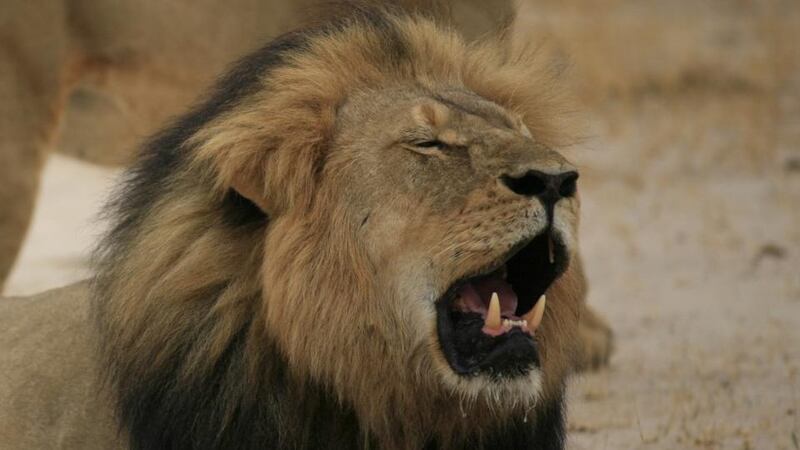 Cecil the  lion, who  was allegedly shot  using a bow and arrow, hunted for 40 hours and then killed. Photograph: AFP/ Zimbabwe National Parks/Getty