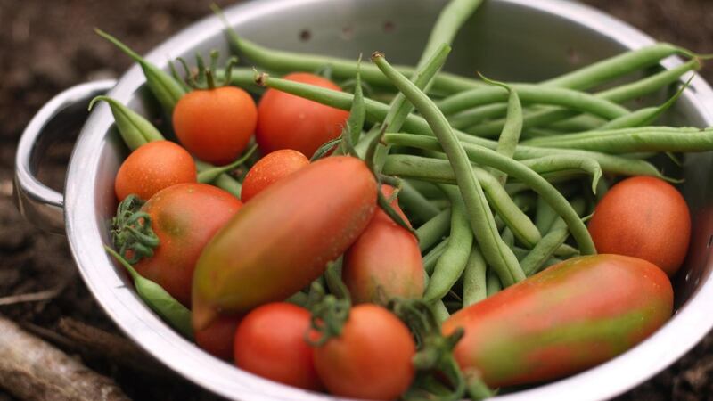 Freshly harvested French beans and tomatoes. Photograph: Richard Johnston