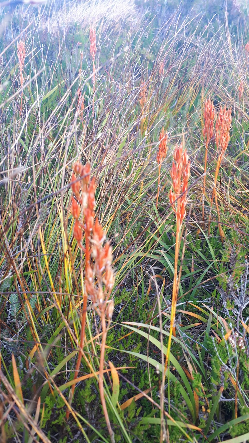 Flower stalks of the bog asphodel