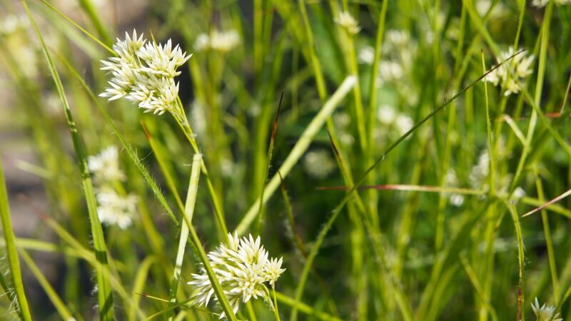 Luzula nivea.  Photograph: iStock