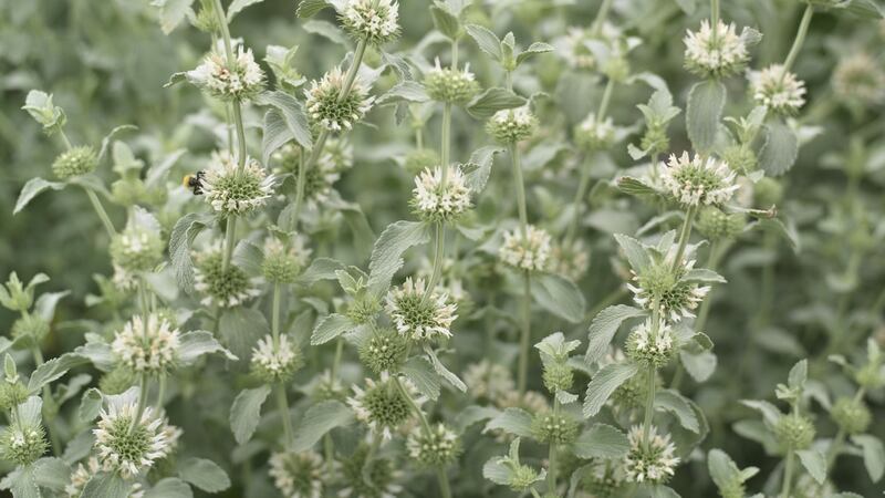 Marrubium libanoticum growing in the gravel garden in Lavistown House in Co Kilkenny. Photograph:  Richard Johnston