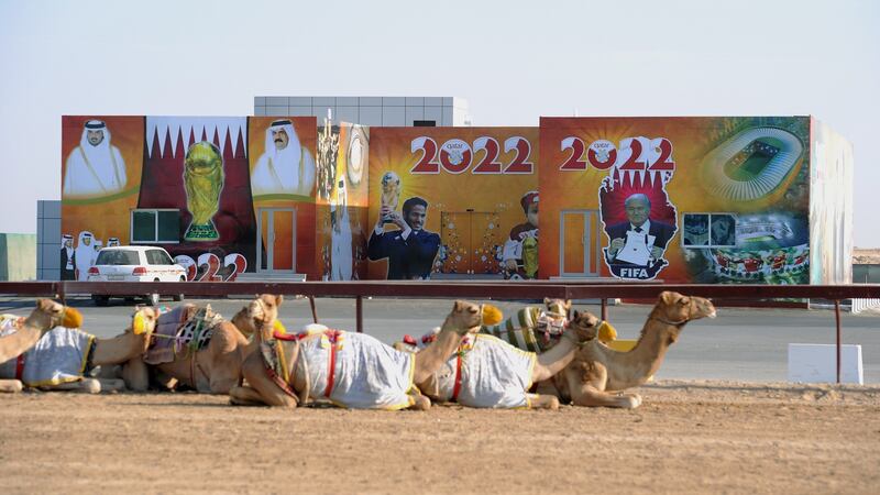 Some camels lie in the sun in front of advertisements in Doha for the 2022 World Cup. Photo: Pressefoto Ulmer\ullstein bild via Getty Images