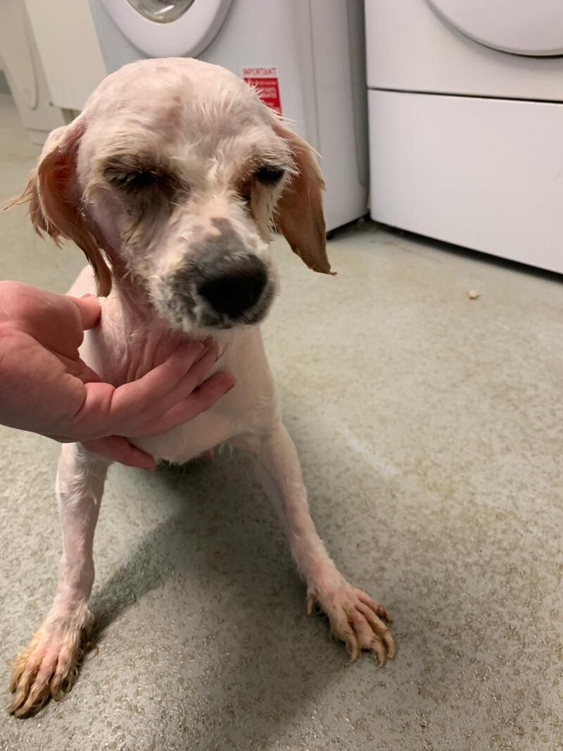 The dogs were living in 'very grim' conditions