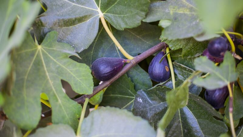 Mature figs on a fig tree. Spain, Andalucia, Jaen