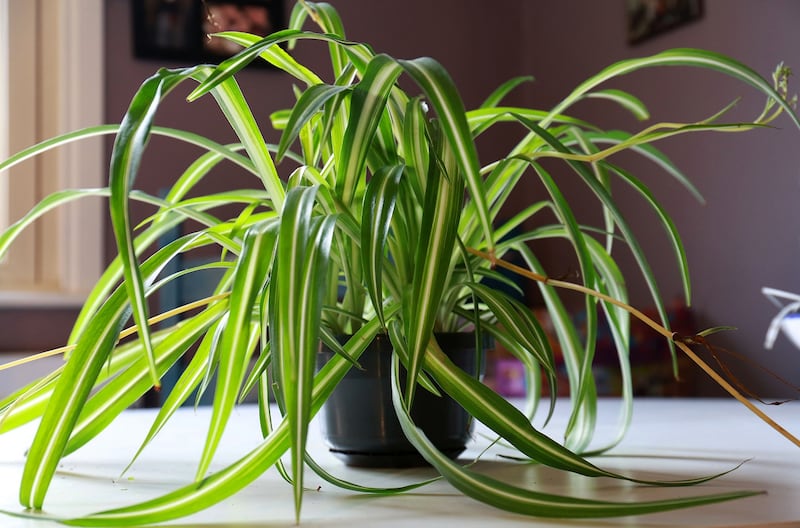 Spider plant, Chlorophytum comosum