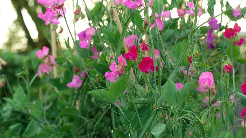 Sweet-pea is a fast growing annual climber that is ideal for training against a sunny wall or garden fence. Photograph:   Richard Johnston