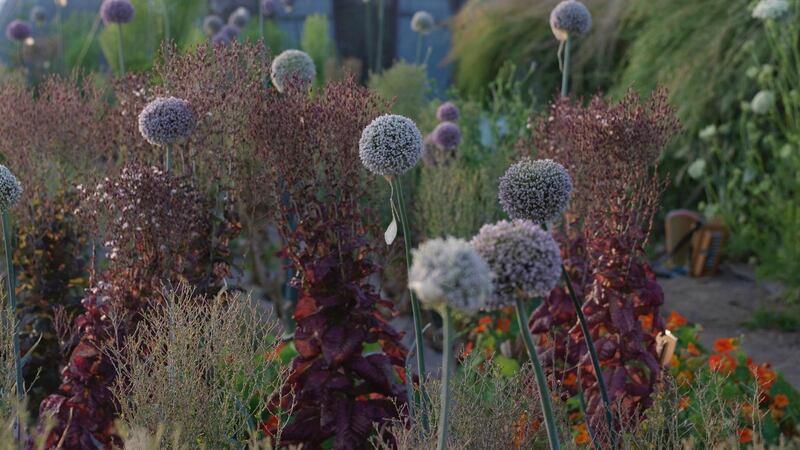 One of the polytunnels at Brown Envelope Seeds, filled with different varieties of leek, lettuce, carrots, tomato, tomatillo and pepper plants beginning to set seed. Photograph: Richard Johnston
