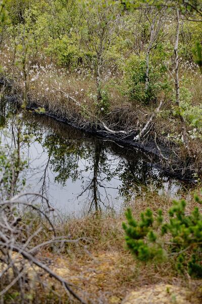 Rewetting from blocking up drains will significantly reduce the loss of carbon into the atmosphere
