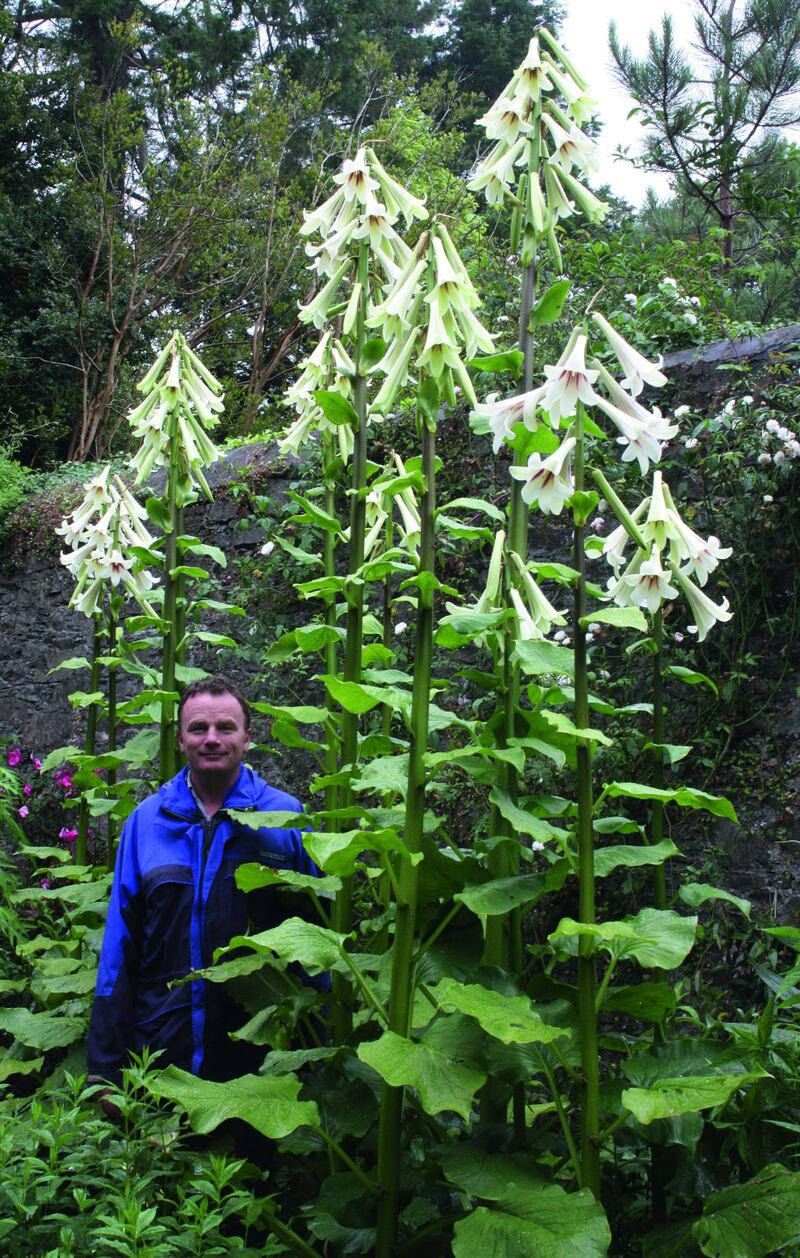 Seamus O’Brien among the giant Himalayan lilies at the National Botanic Gardens at Kilmacurragh