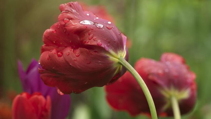 November is the best month to plant tulip bulbs