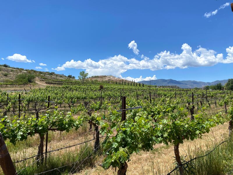 Alcantara Vineyard, Arizona