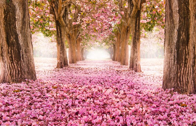 A tunnel of pink flowers. What's not to like? Photograph: iStock