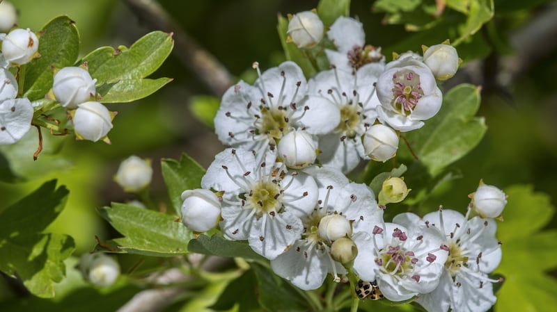 In spring, pale, pollen-rich, edible blossoms cover the hawthorn tree. Photograph: iStock