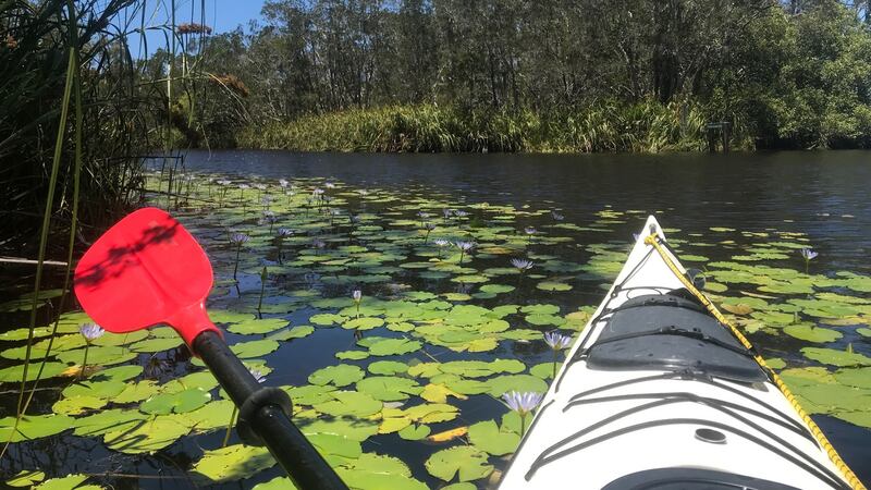 Kayaking in the Noosa Everglades