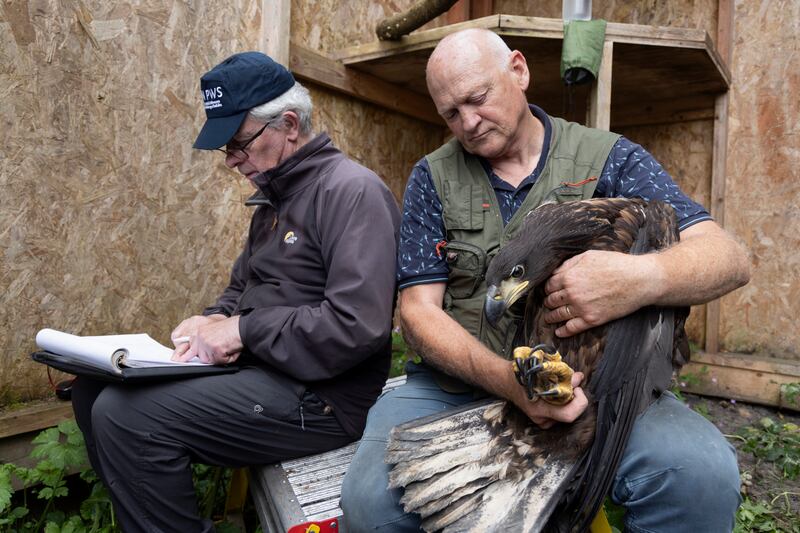 Pádruig O’Sullivan, conservation ranger, and Eamonn Meskell, NPWS divisional manager at Killarney National Park, help white-tailed sea eagles at a site in Kerry as they are fitted with satellite tags. Photograph: Chris Maddaloni
